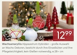 Wachsamaryllis Hippeastrum Hybriden für 12,99 € bei Pflanzen Kölle im Angebot Wachsamaryllis Hippeastrum Hybriden im aktuellen Pflanzen Kölle Prospekt