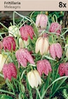 Herbst im Angebot bei Mäc-Geiz in Nürnberg Herbst Angebote bei Mäc-Geiz Nürnberg für 1,11 €