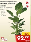 Paradiesvogelblume, Strelitzie ,Strelitzia nicolai für 92,99 € bei Netto Marken-Discount im Angebot Paradiesvogelblume, Strelitzie ,Strelitzia nicolai im aktuellen Netto Marken-Discount Prospekt