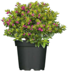 Angebot im Hagebaumarkt Sande Prospekt Hagebaumarkt Sande Prospekt mit im Angebot für 2,49 €