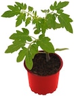 Tomatenpflanze Angebote bei REWE Neuwied für 0,89 €
