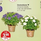 Glockenblume im aktuellen V-Markt Prospekt für 3,99 €