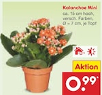 Kalanchoe Mini im aktuellen Prospekt bei Netto Marken-Discount in Mühlau