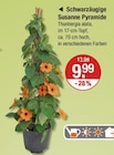 Schwarzäugige Susanne Pyramide von  im aktuellen V-Markt Prospekt für 9,99 €