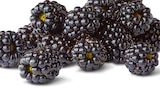Brombeeren bei Penny im Braunlage Prospekt für 1,49 €