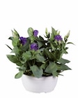 Eustoma en coupe «lisianthus» dans le catalogue Lidl