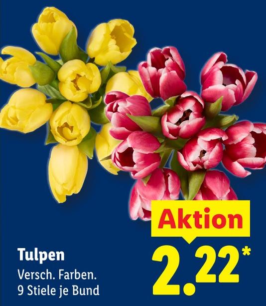 Tulpen