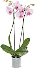 Aktuelles Orchidee Angebot bei Netto Marken-Discount in Duisburg ab 7,99 €