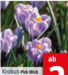 Krokus bei BAUHAUS in Willich Krokus im Angebot bei BAUHAUS Willich für 2,99 €