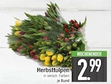 Herbsttulpen im aktuellen EDEKA Prospekt für 2,99 €