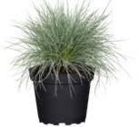 Gräser bei OBI im Stuttgart Prospekt für 3,99 €