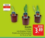 Aktuelles Amaryllis Angebot bei Marktkauf in Nürnberg ab 3,49 €