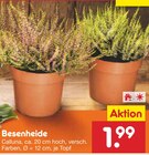 Besenheide im aktuellen Netto Marken-Discount Prospekt