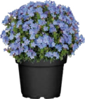 Globus-Baumarkt Forchheim - Steinsame (Lithodora „Heavenly Blue“) Angebot im Prospekt Steinsame (Lithodora „Heavenly Blue“) bei Globus-Baumarkt im Forchheim Prospekt für 4,99 €