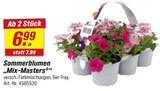 Aktuelles Sommerblumen „Mix-Masters“ Angebot bei toom Baumarkt in Hamburg ab 6,99 €