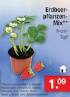 Aktuelle Erdbeerpflanzen Angebote bei Zimmermann in Hannover Aktuelles Erdbeerpflanzen-Mix Angebot bei Zimmermann in Hannover ab 1,09 €