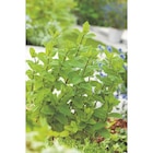 Pot herbes fraîches - CARREFOUR BIO - Carrefour à Champigny-sur-Marne Pot herbes fraîches - CARREFOUR BIO en promo chez Carrefour Champigny-sur-Marne à 1,99 €