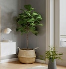 Wohnwand im XXXLutz Möbelhäuser Prospekt Wohnwand von c´elina im aktuellen XXXLutz Möbelhäuser Prospekt für 799,00 €