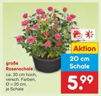 große Rosenschale im aktuellen Netto Marken-Discount Prospekt