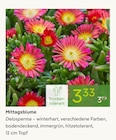 Mittagsblume bei Pflanzen Kölle im Unterhaching Prospekt für 3,33 €