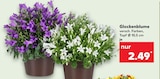 Glockenblume im Kaufland Prospekt Glockenblume im aktuellen Kaufland Prospekt für 2,49 €