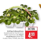 Kräftige Erdbeerpflanze im Angebot bei Marktkauf in Heilbronn Kräftige Erdbeerpflanze Angebote bei Marktkauf Heilbronn für 4,99 €