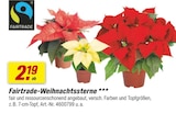 Weihnachtssterne Angebote von Fairtrade bei toom Baumarkt Bergkamen für 2,19 €