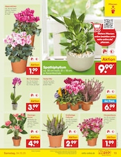 Ähnliche Angebote wie Balkonpflanzen im Prospekt "Aktuelle Angebote" auf Seite 13 von Netto Marken-Discount in Ahlen