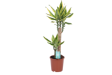 Gamm vert Saintes - Promo Draceana Fragrans ECLOZ Promo Draceana Fragrans ECLOZ à 12,99 € dans le catalogue Gamm vert à Saintes
