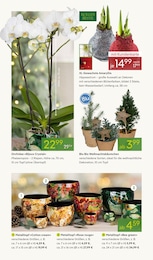 Pflanzen Kölle Orchidee im Prospekt 