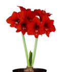 Pflanzen Kölle Hamburg - Amaryllis Angebot im Prospekt Amaryllis bei Pflanzen Kölle im Hamburg Prospekt für 5,99 €