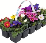 10 Primeln bei Wreesmann im Lausnitz Prospekt für 3,49 €