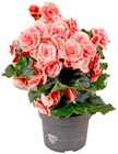 Chrysantheme 'Sixtie Familie' oder Begonie Angebote von REWE Beste Wahl bei REWE Kerpen für 2,99 €