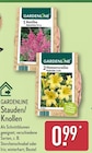 Astilbe Japonica Rosa oder Hemerocallis Hybride Gelb von GARDENLINE im aktuellen ALDI Nord Prospekt