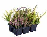 Heidekraut (Calluna) für 6,99 € bei Lidl im Angebot Heidekraut (Calluna) im aktuellen Lidl Prospekt