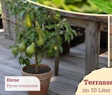 Aktuelle Obstbaum Angebote bei Garten-Center Nordharz GmbH & Co. KG in Braunschweig Aktuelles Terrassenobst Birne Angebot bei Garten-Center Nordharz GmbH & Co. KG in Braunschweig ab 26,99 €