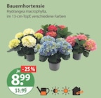 Bauernhortensie im Angebot bei V-Markt in Kaufbeuren Bauernhortensie Angebote bei V-Markt Kaufbeuren für 8,99 €