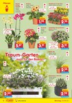 Gartenbepflanzung Gartenbepflanzung