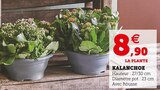 U Express Le Petit Clamart - KALANCHOE Promo KALANCHOE dans le catalogue U Express Des bons plans à l'italienne à Le Petit Clamart