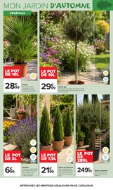 Promos Palmier dans le catalogue "JARDIN LÀ OÙ LA VIE SE CULTIVE" de Carrefour Market Palmier en promo dans le catalogue Carrefour Market à la page 3