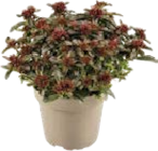 Aktuelles Fetthenne (Sedum) - Rot Angebot bei Globus-Baumarkt in Karlsruhe ab 2,99 €
