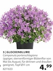 Glockenblume Angebote bei Dehner Garten-Center Leinfelden-Echterdingen für 4,99 €