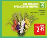 Gladiolen im Angebot bei Marktkauf in Hof Gladiolen Angebote bei Marktkauf Hof für 2,49 €