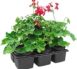 Stehende oder hängende Geranien im Angebot bei Penny in Neubrandenburg Stehende oder hängende Geranien Angebote bei Penny Neubrandenburg für 4,49 €