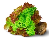 Penny Kiel - Deutsche bunte Salate mit Wurzel Angebot im Prospekt Deutsche bunte Salate mit Wurzel bei Penny im Kiel Prospekt für 1,19 €