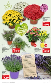 Aktueller Kaufland Prospekt mit Lavendel, "Aktuelle Angebote", Seite 5