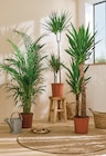 Plante verte pot 24 cm à 21,99 € dans le catalogue Intermarché Hyper