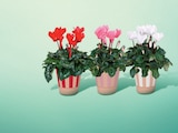 Cyclamen pot 12 cm dans un cache pot en promo chez Netto Cyclamen pot 12 cm dans un cache pot dans le catalogue Netto