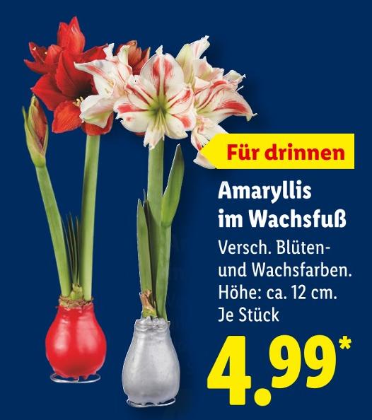 Amaryllis im Wachsfuß