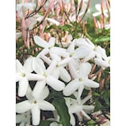 Promo Jasmin persistant à 16,99 € dans le catalogue Carrefour à Évreux